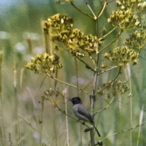 Meet your Posher, Santos